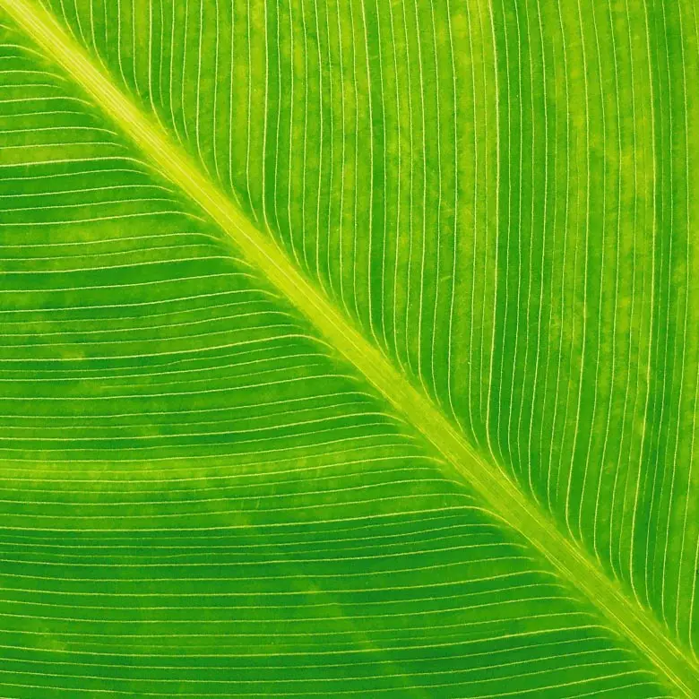 Frunză verde, în prim-plan